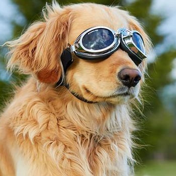 lunettes pour chien moto