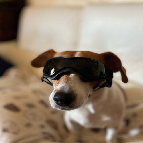 lunettes grande taille pour animaux