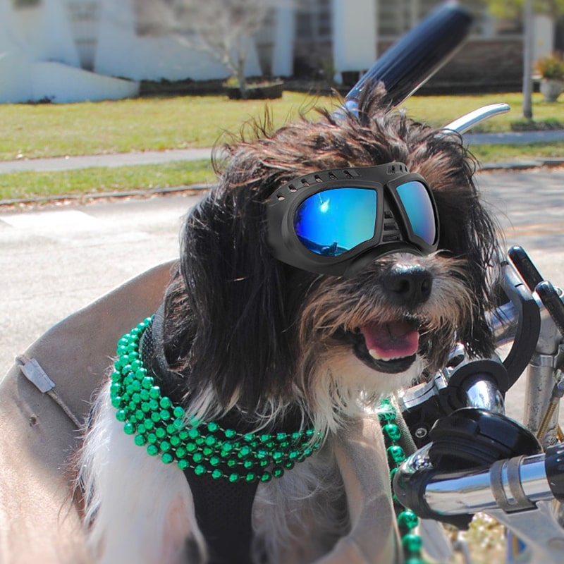 lunettes moto sur un petit chien