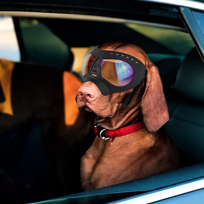 lunettes moto sur un gros chien