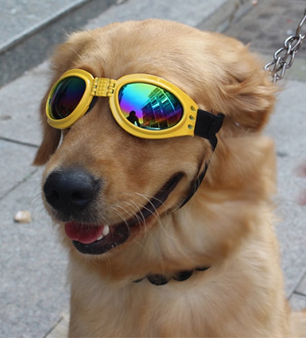 doggles pour chien