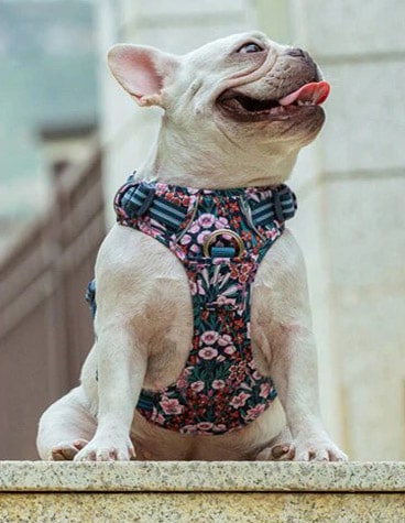 Collier ou harnais pour le bouledogue français ? Lequel choisir ?