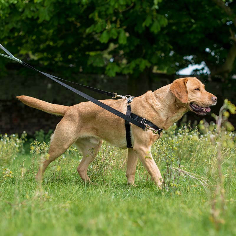 image d'un harnais de dressage pour chiens