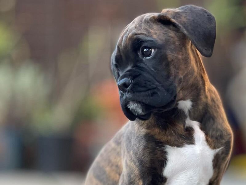Le boxer est un gros chien répandu en France