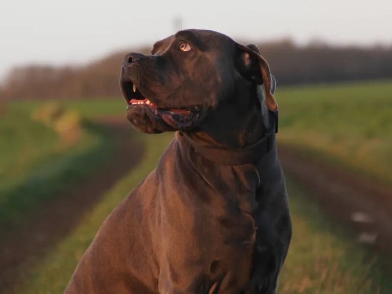 Grande race de chien comme un cane corso