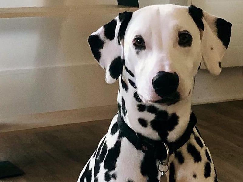 Le dalmatien chien de grande taille