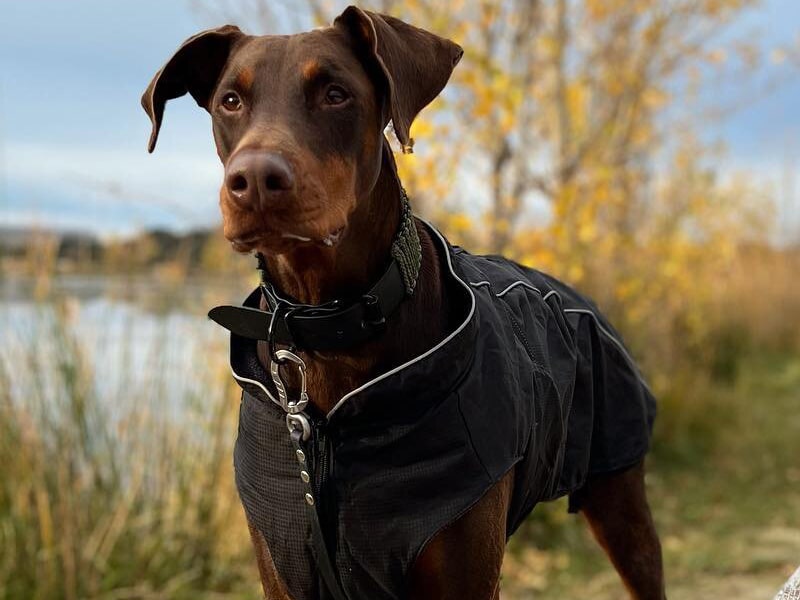 Le doberman est un molosse bien connu