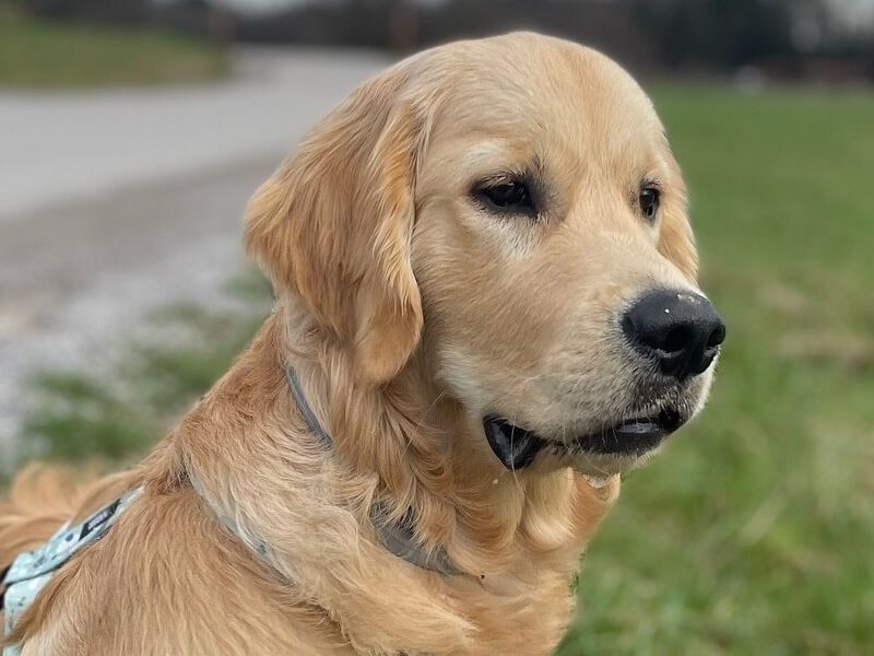 Le golden retriever , grand chien