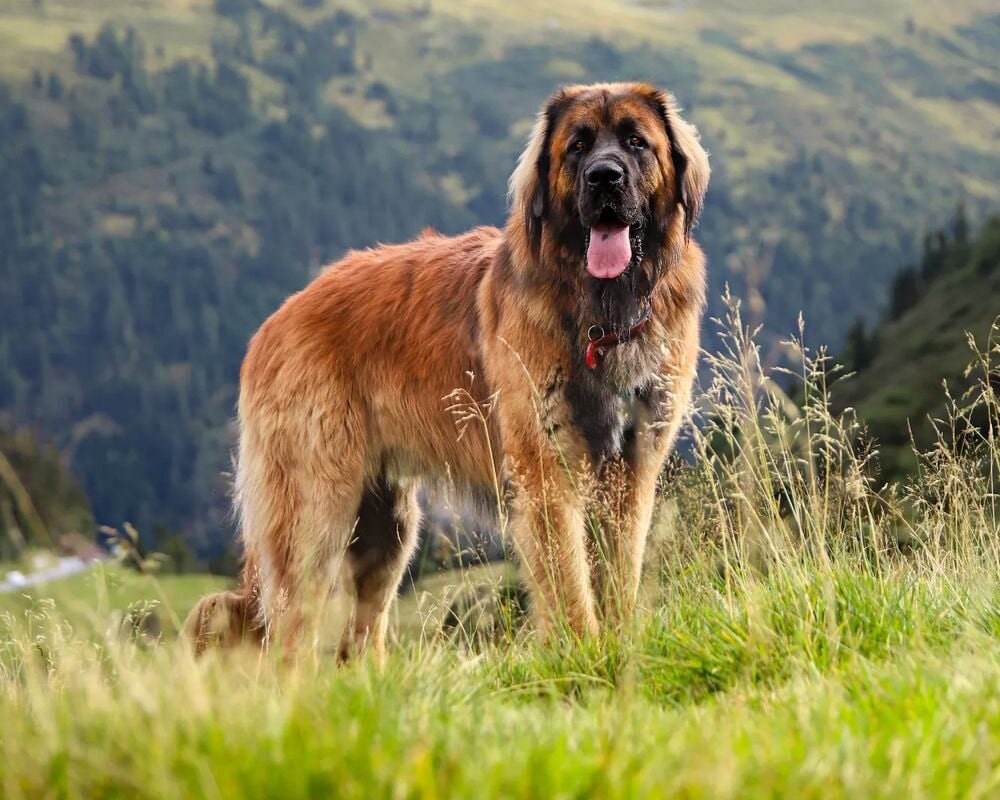 Grand chien léonberg