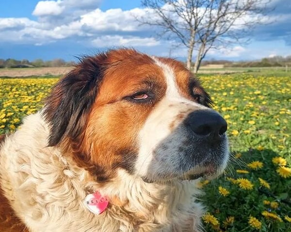 Le saint Bernard est un chien de grande taille bien connu en France