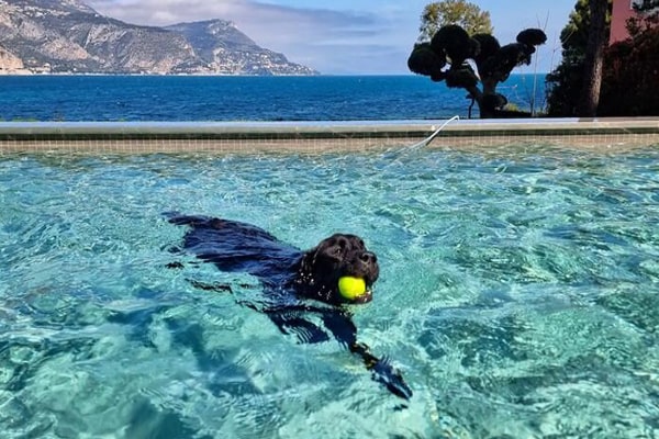 Chien qui nage dans une piscine en été