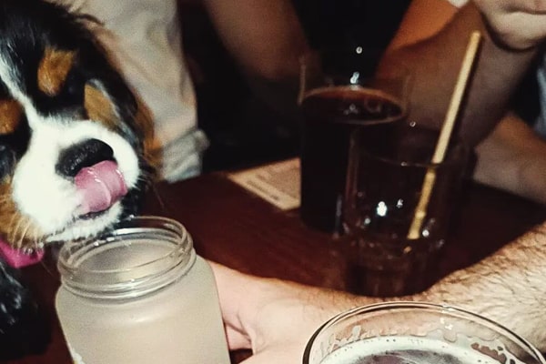 chien qui boit dans un verre