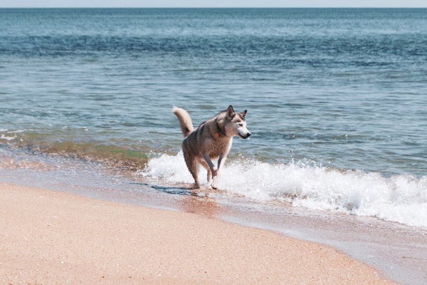 chien qui court sur le bord de mer pour se rafraichir