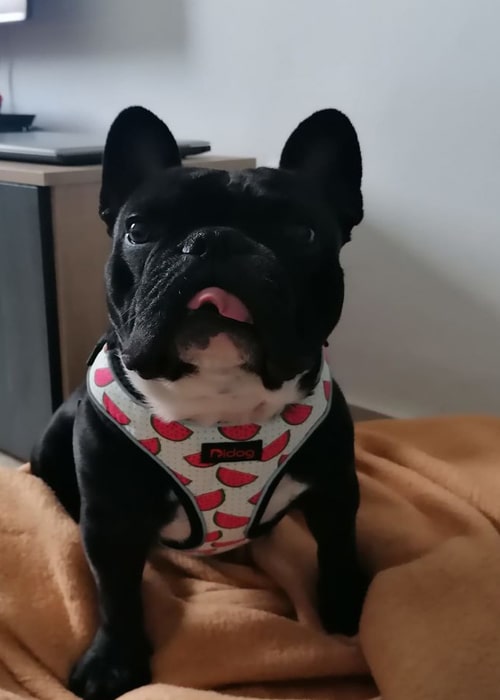 harnais original pour bouledogue Français