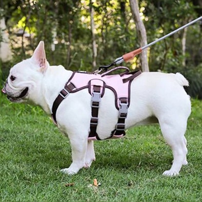 Harnais sur un bouledogue