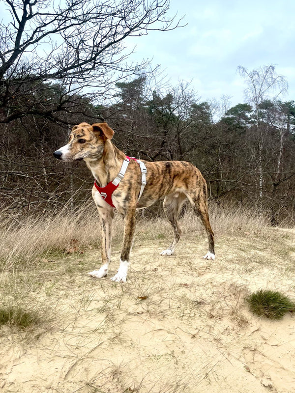 Harnais anti-tirage pour petit chien