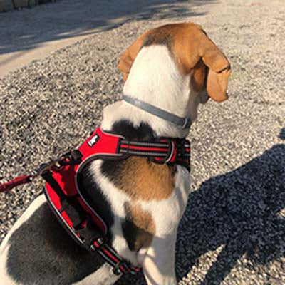 Harnais pour beagle TRUE LOVE ANTI TRACTION