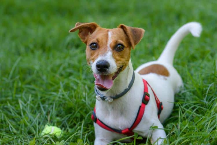 Harnais pour chien qui tire en laisse