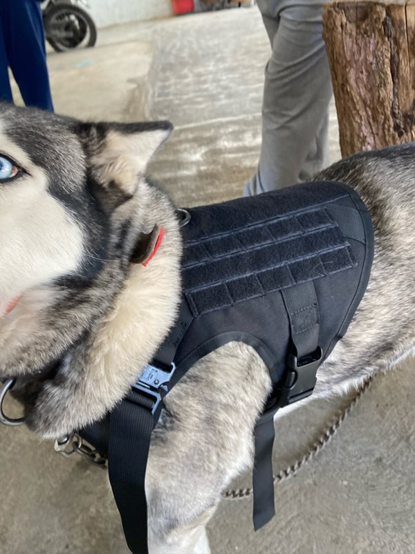 Harnais Chien XL, Harnais Anti Traction pour Chien, Facile à Mettre, sans  Poignée Contrôle, Arnet pour