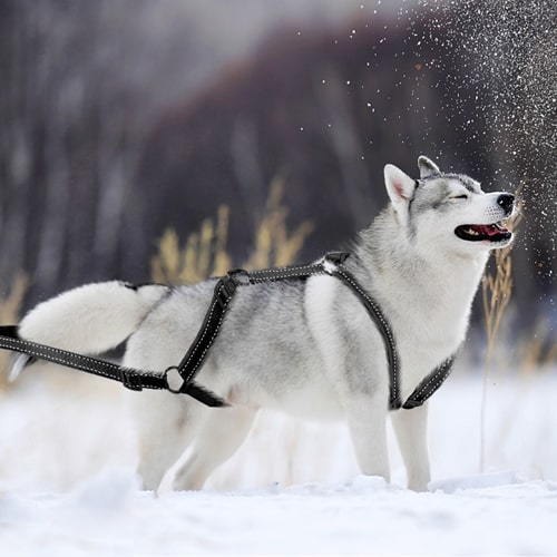 harnais canicross compétition sur un grand chien