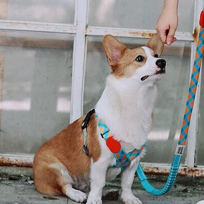 Harnais sur un chien jack russell