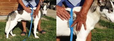 mesurer le tour de poitrine d'un chien