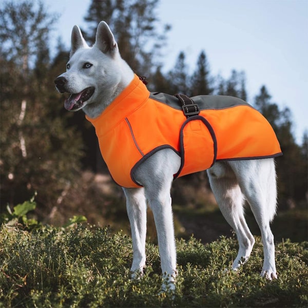 image de l'imper pour chien sur un husky