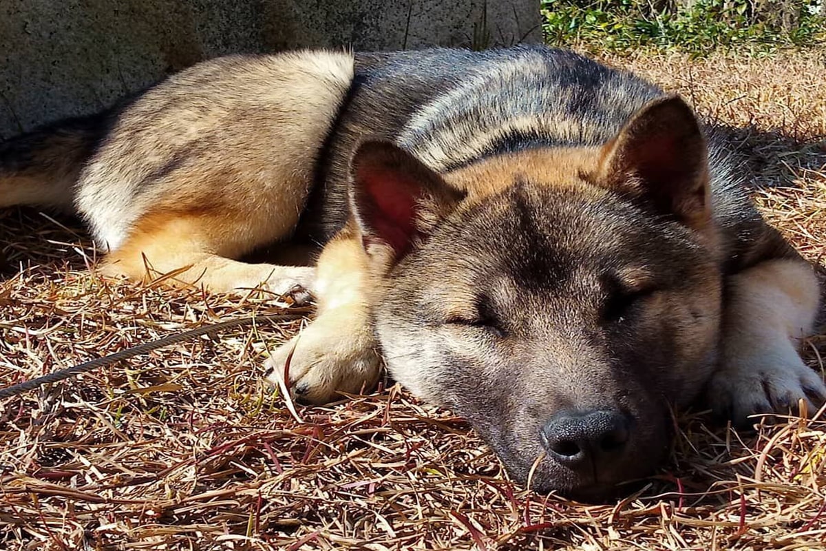 Le chien du Japon Kishu Ken