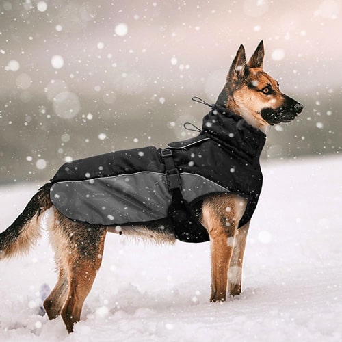 image du manteau imperméable sur un berger allemand