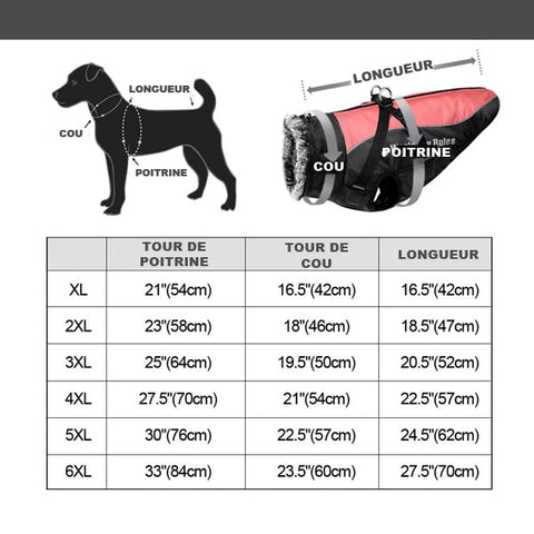 Tailles du manteau pour labradors