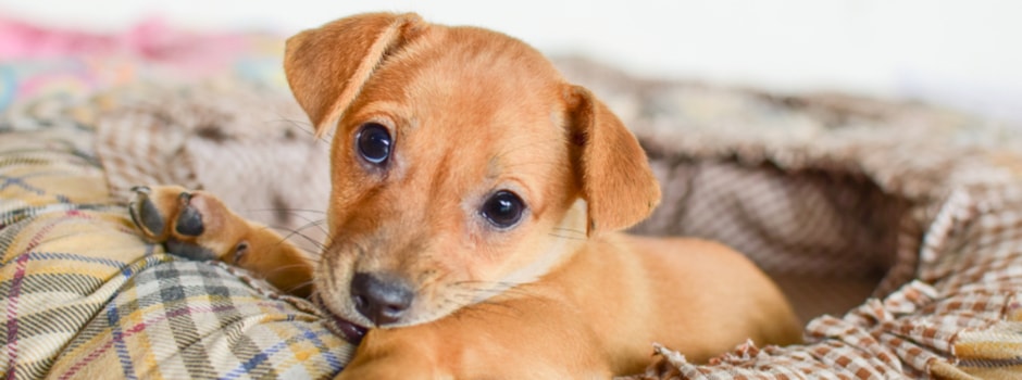 Couchage confortable pour labrador