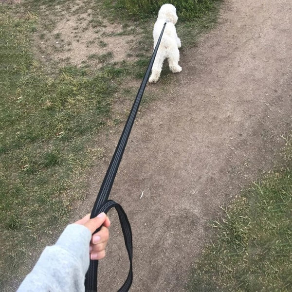 image de la laisse solide sur un chien