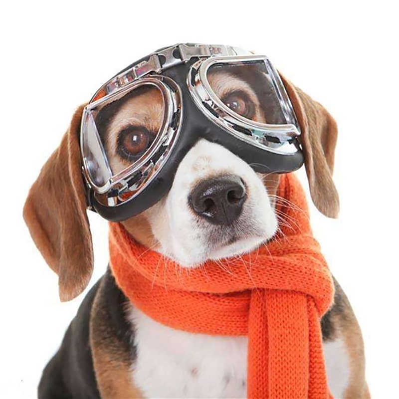 doggles pour chiens