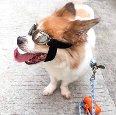 lunettes pour petits chiens