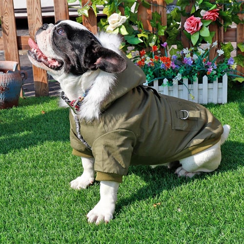 image du Manteau porté par un petit animal de compagnie