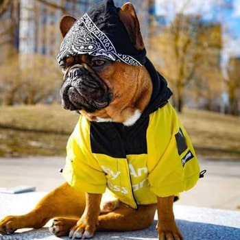 manteau pour bouledogue