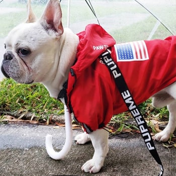 Image d'un manteau d'hiver sur un bouledogue francais