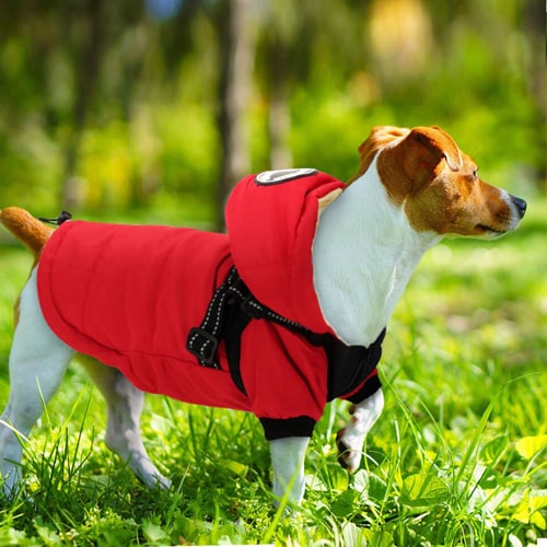 manteau avec harnais sur un corgi