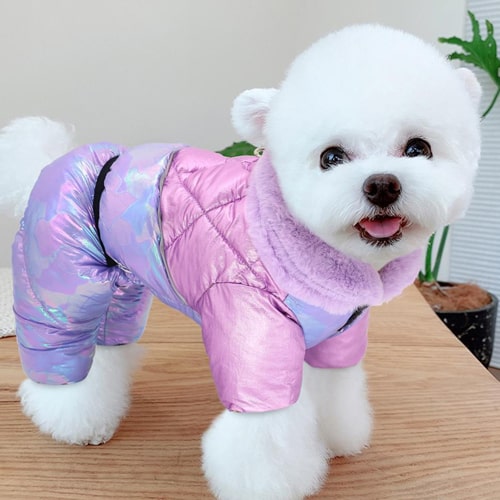 manteau épais matelassé sur un bichon