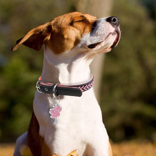 Médaille gravée pour chien sur un molosse