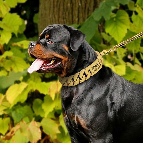 image du collier en métal personnalisé sur un gros chien