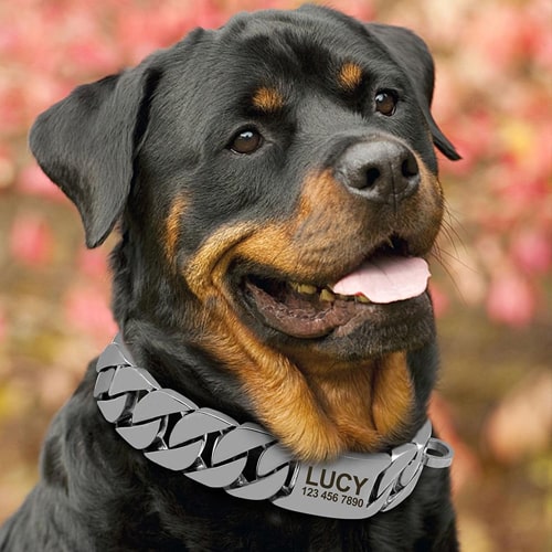 image du collier en métal personnalisé sur un rottweiler