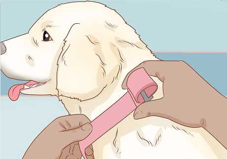 installation d'un harnais pour chien