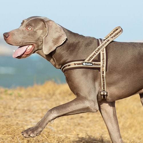 Vue de coté sur un gros chien