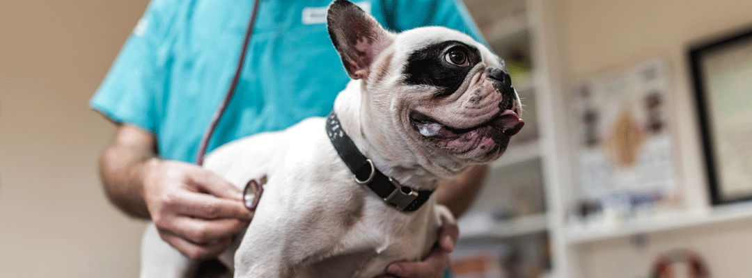 L'osculation d'un chien atteint de brachycéphalie par un vétérinaire