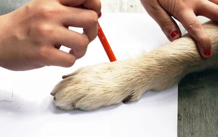 première méthode de mesure d'une patte de chien