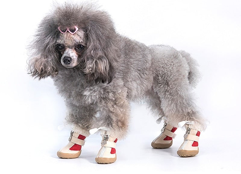 image des chaussure pour petits chiens petty sur un bichon maltais