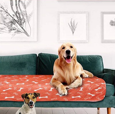 tapis pipi chien protégeant un canapé