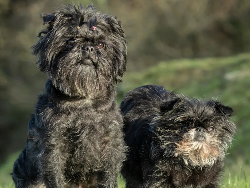 L'affenpinscher est un petit chien qui devien stressé si on le laisse seul à la maison