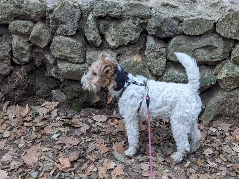 Le fox terrier craint la solitude et devient destructeur